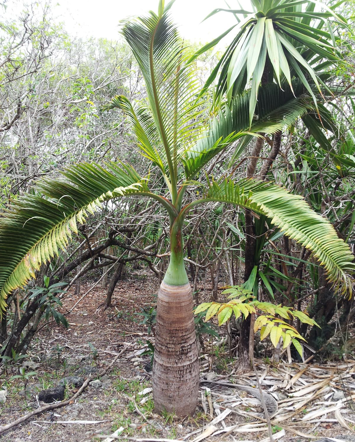 Botanical specimen of Colpothrinax Wrightii.