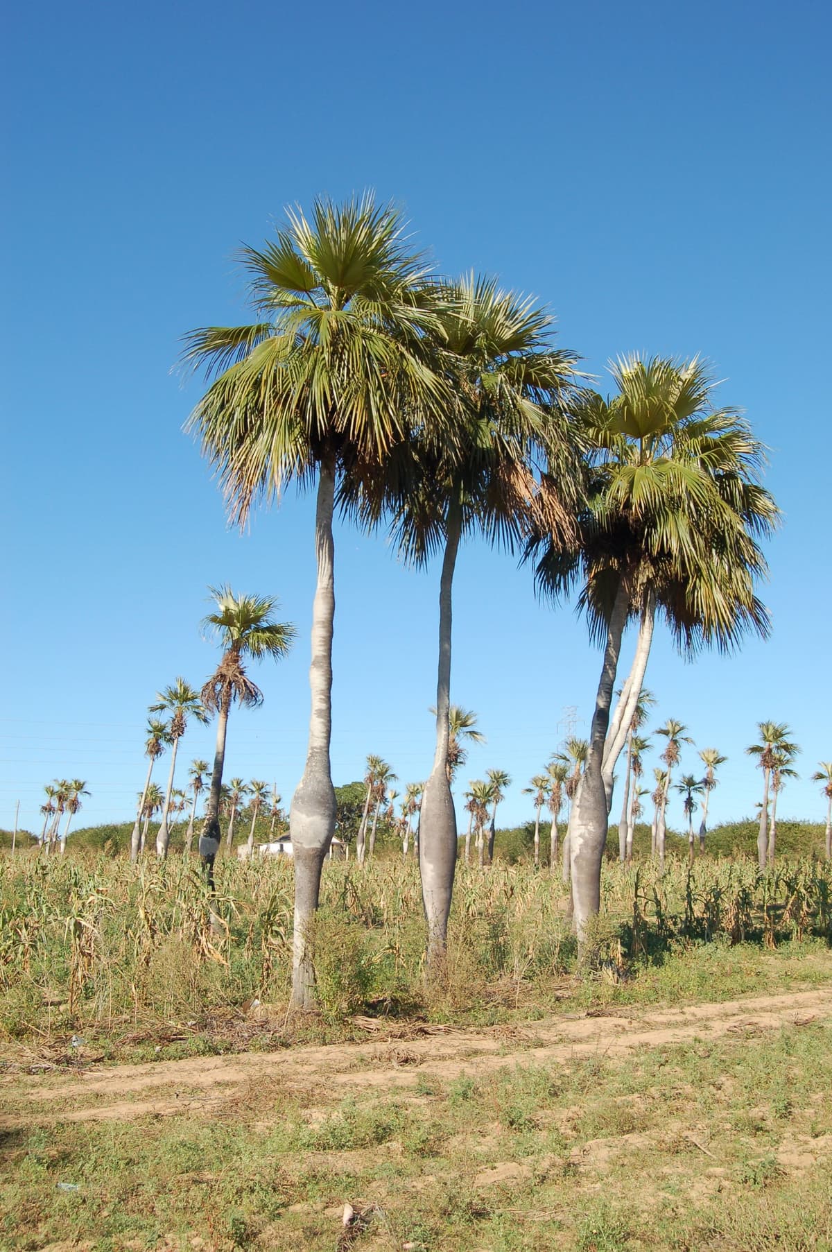 Botanical specimen of Colpothrinax Wrightii.