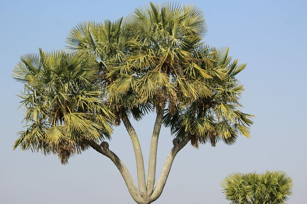 Botanical specimen of Copernicia Alba.