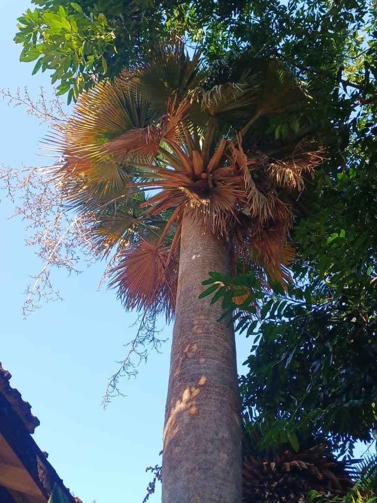 Botanical specimen of Copernicia Baileyana.