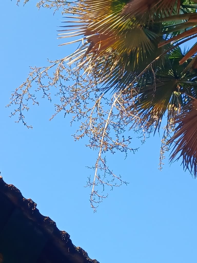 Botanical specimen of Copernicia Baileyana.