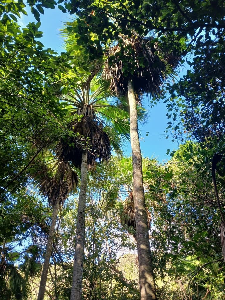 Botanical specimen of Copernicia Berteroana.