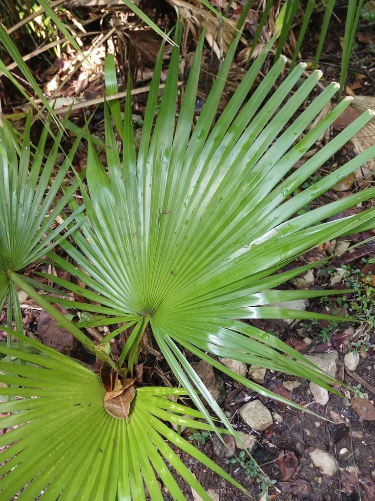 Botanical specimen of Copernicia Berteroana.
