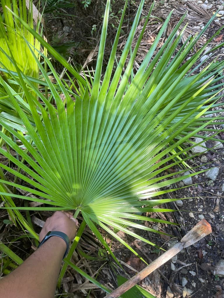 Botanical specimen of Copernicia Berteroana.
