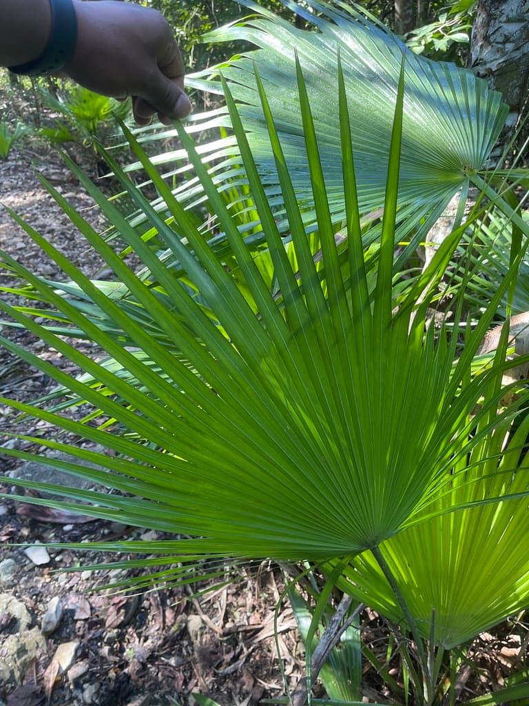 Botanical specimen of Copernicia Berteroana.