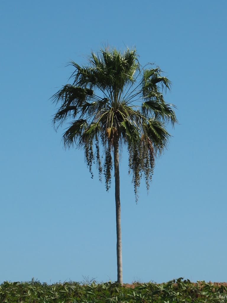 Botanical specimen of Copernicia Brittonorum.