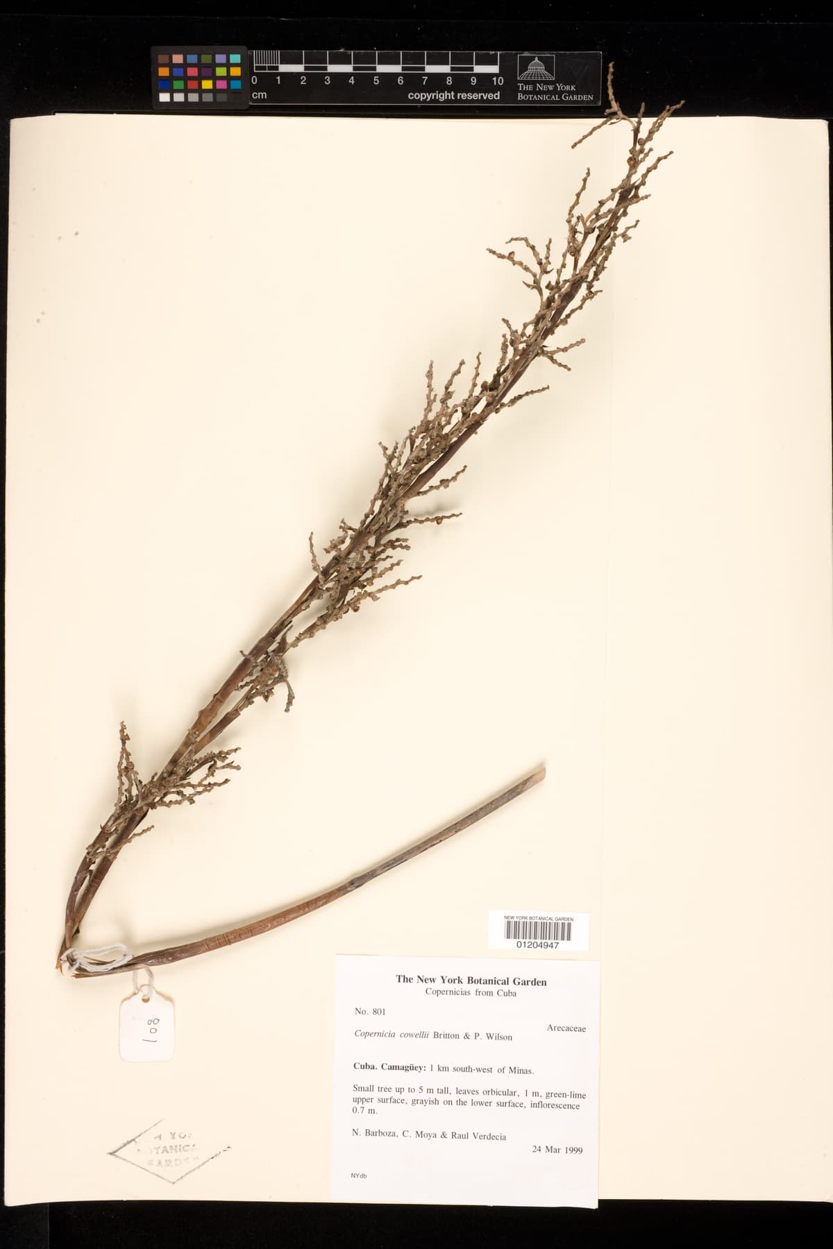 Botanical specimen of Copernicia Cowellii.