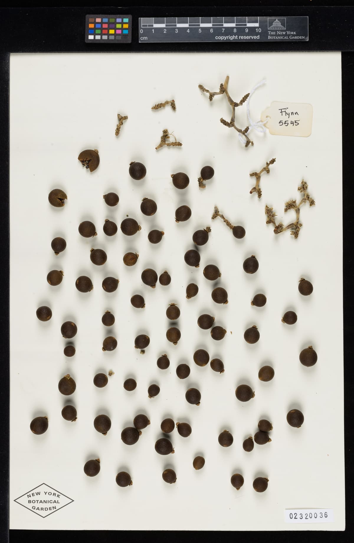 Botanical specimen of Copernicia Cowellii.