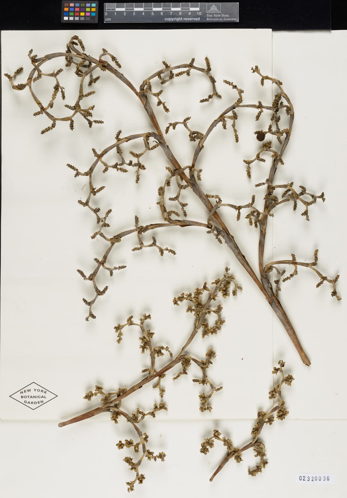 Botanical specimen of Copernicia Cowellii.