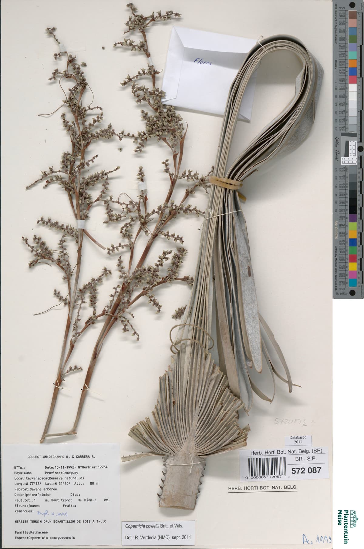 Botanical specimen of Copernicia Cowellii.