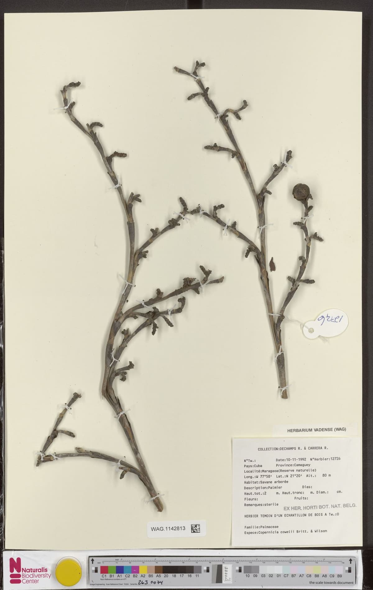 Botanical specimen of Copernicia Cowellii.