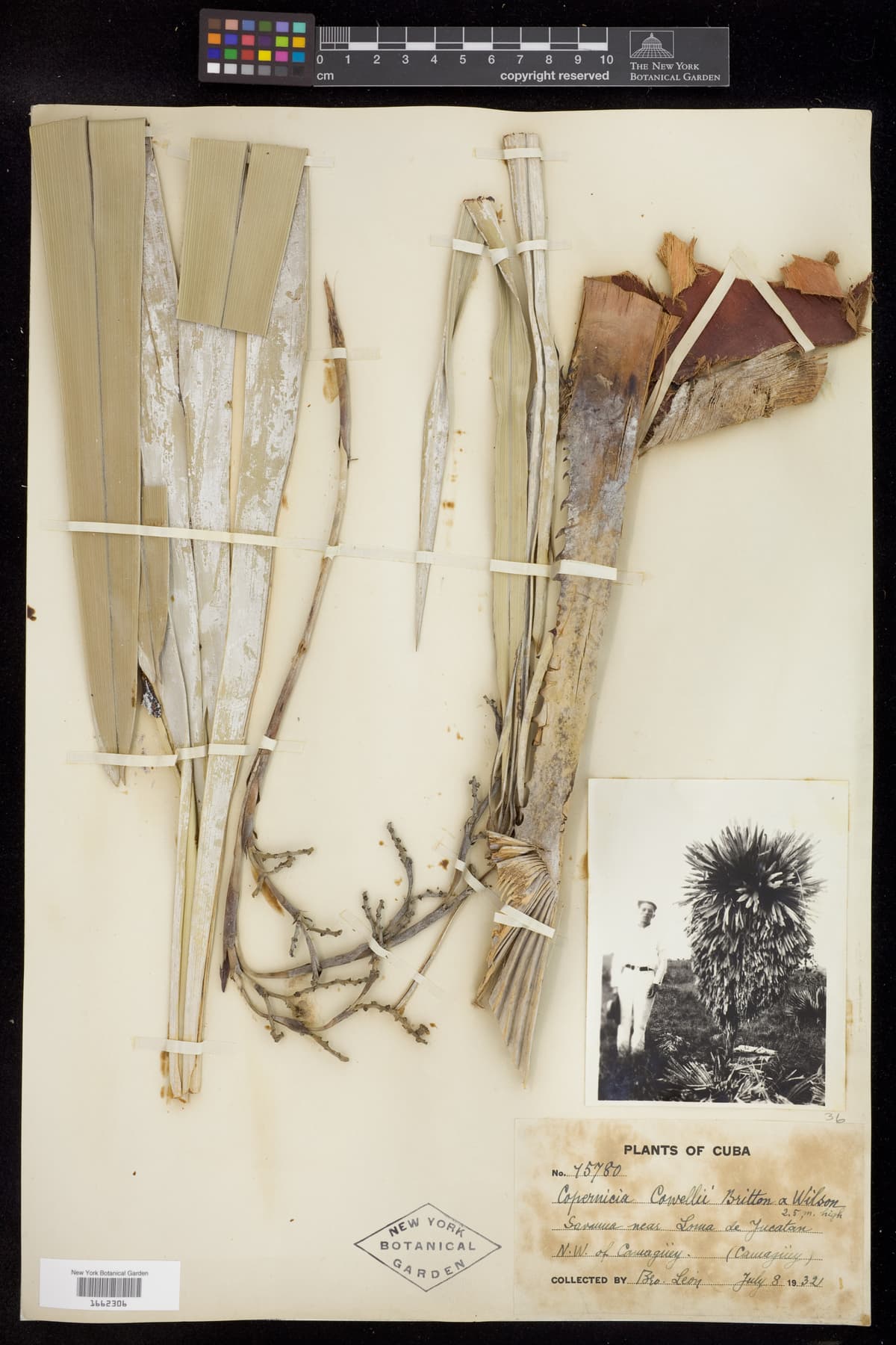 Botanical specimen of Copernicia Cowellii.