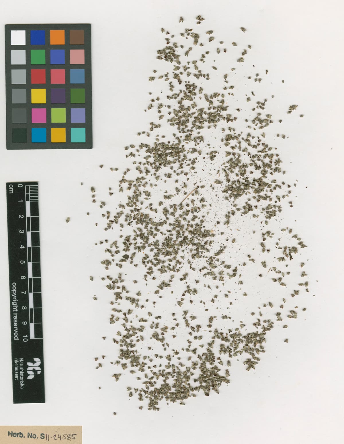 Botanical specimen of Copernicia Cowellii.