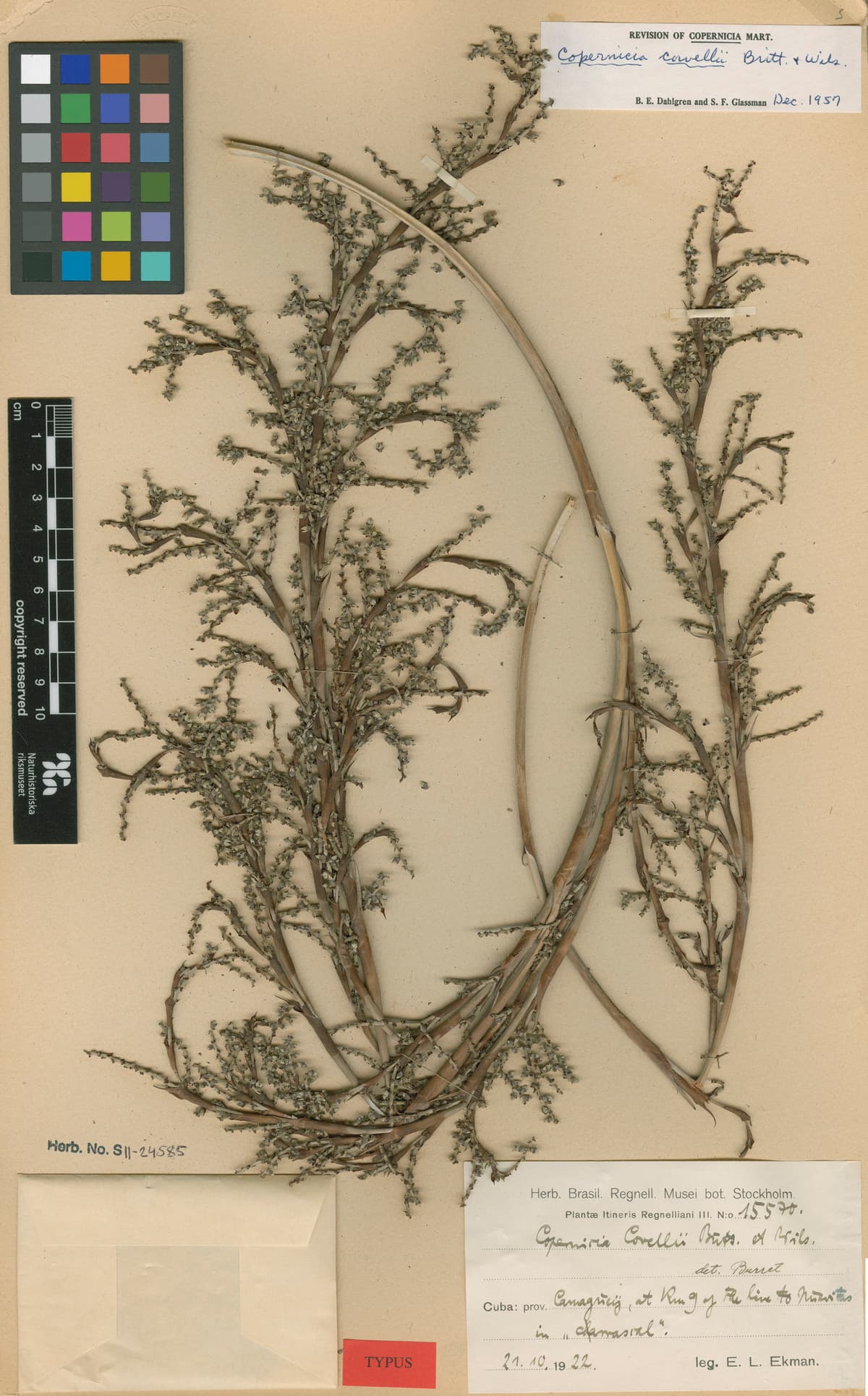 Botanical specimen of Copernicia Cowellii.