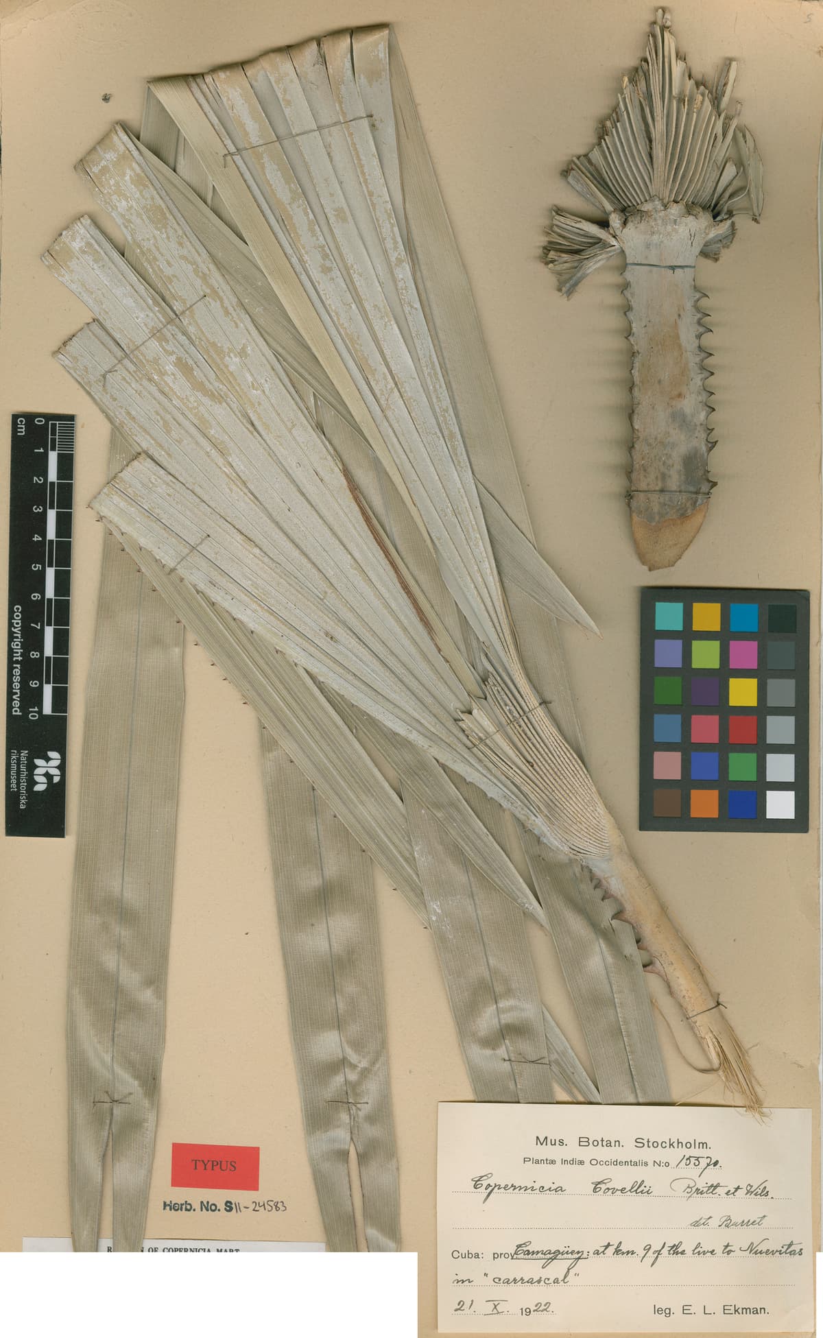 Botanical specimen of Copernicia Cowellii.