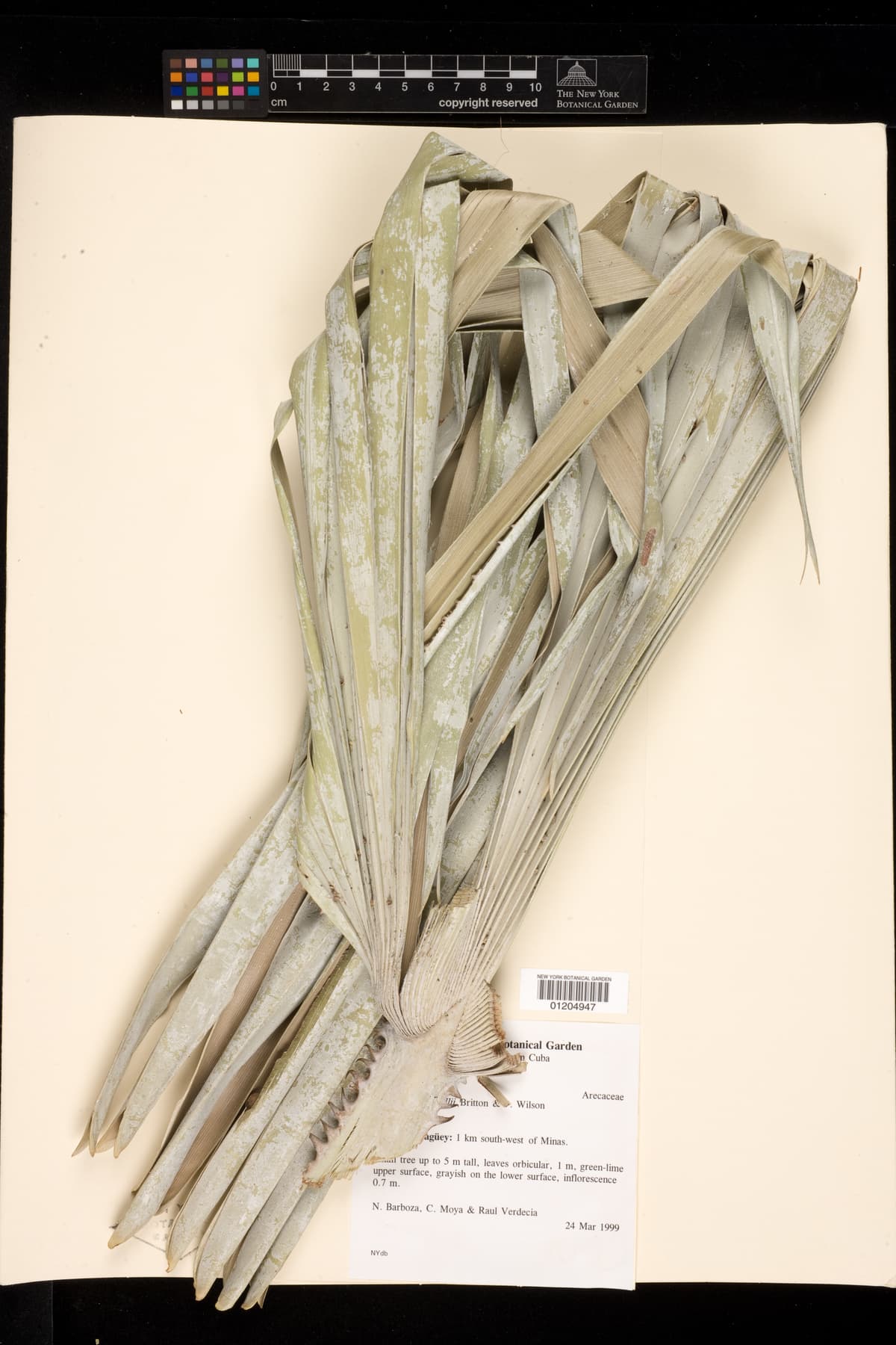Botanical specimen of Copernicia Cowellii.