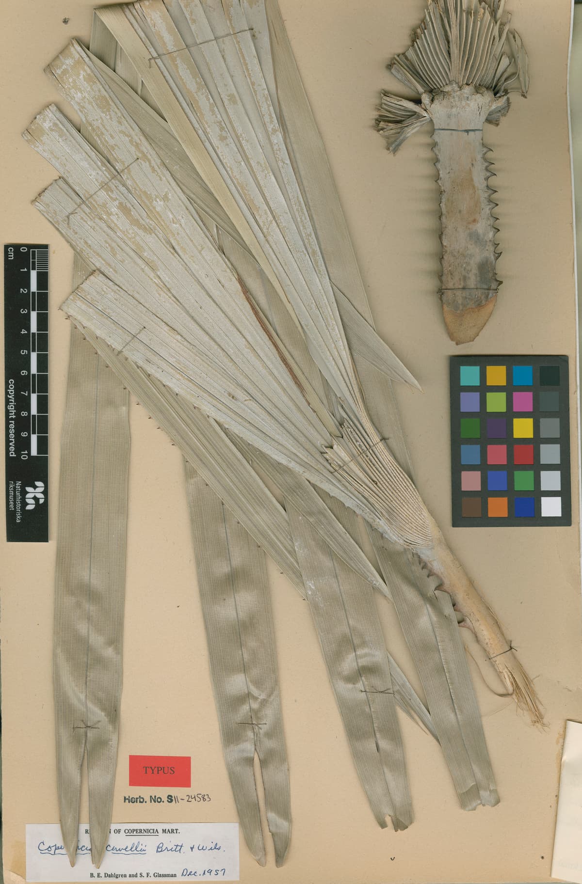 Botanical specimen of Copernicia Cowellii.