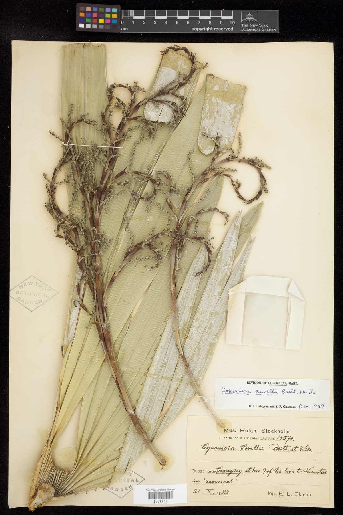 Botanical specimen of Copernicia Cowellii.