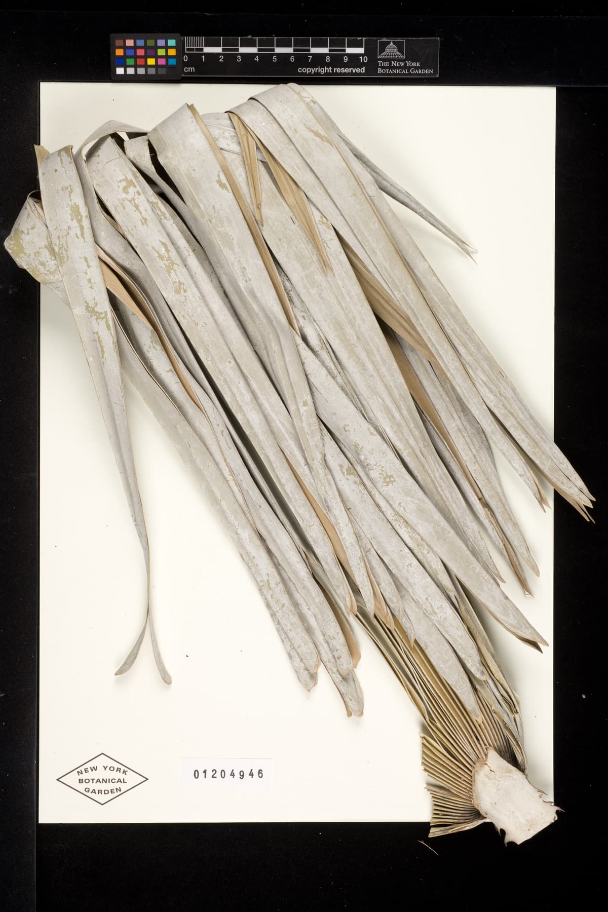 Botanical specimen of Copernicia Cowellii.
