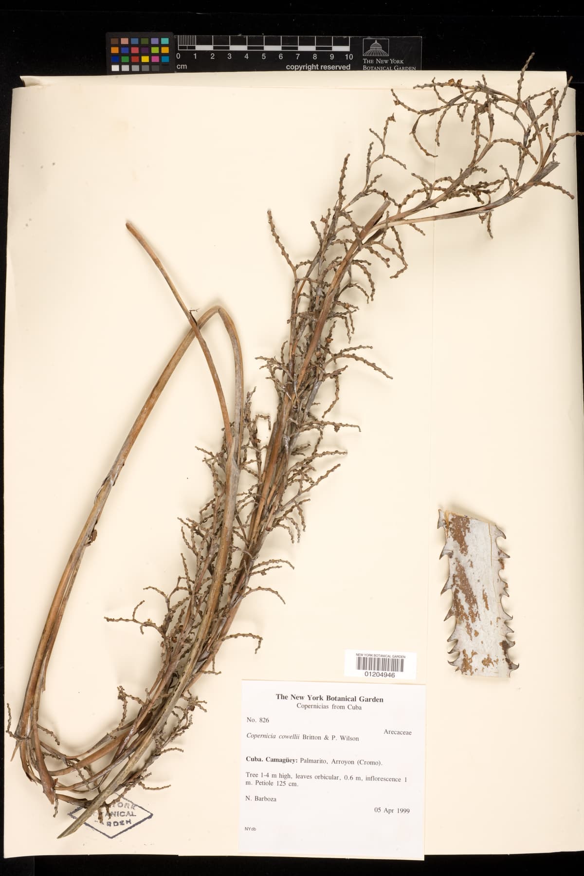 Botanical specimen of Copernicia Cowellii.