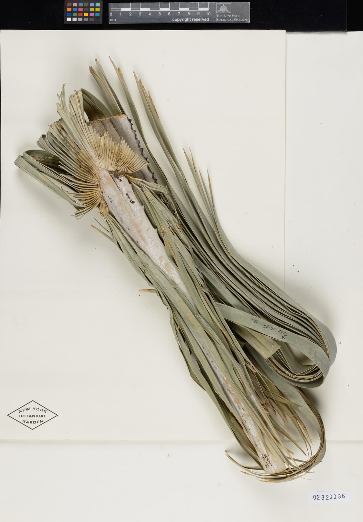 Botanical specimen of Copernicia Cowellii.