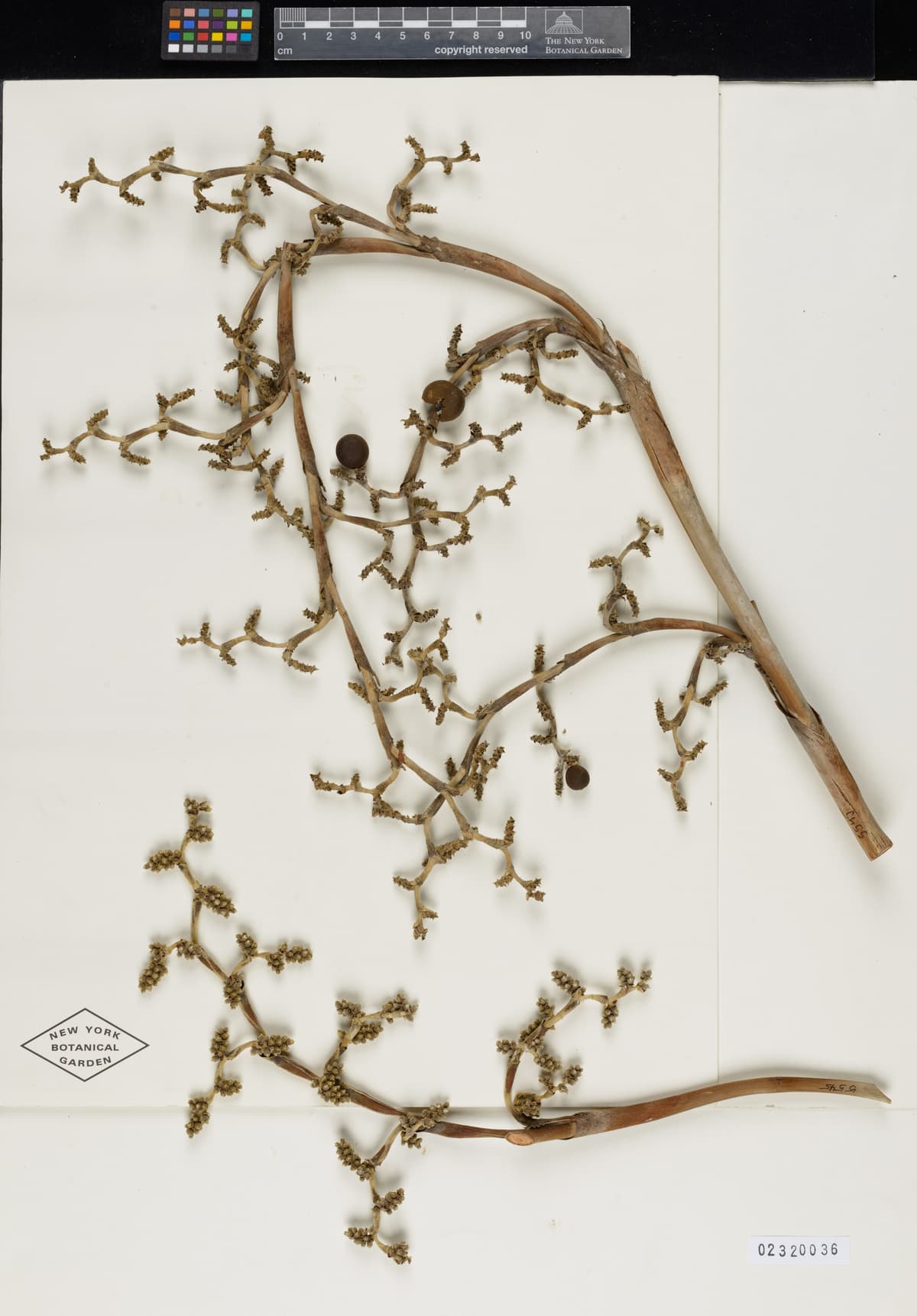 Botanical specimen of Copernicia Cowellii.