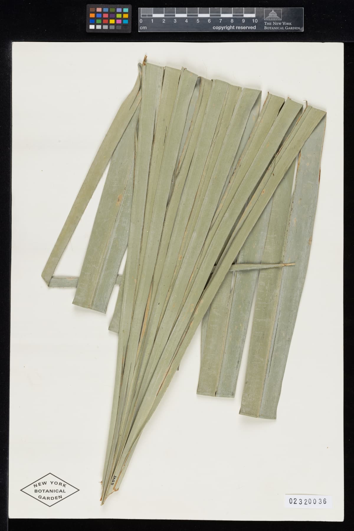 Botanical specimen of Copernicia Cowellii.