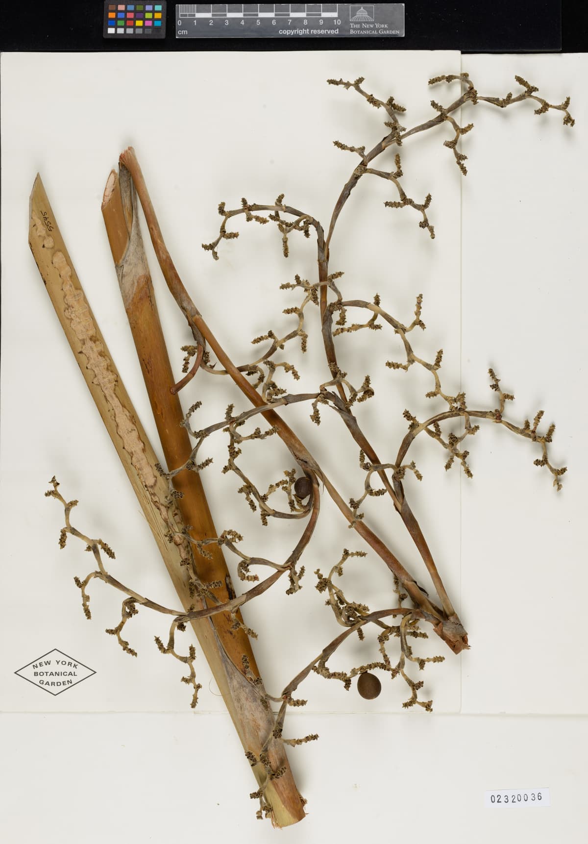 Botanical specimen of Copernicia Cowellii.