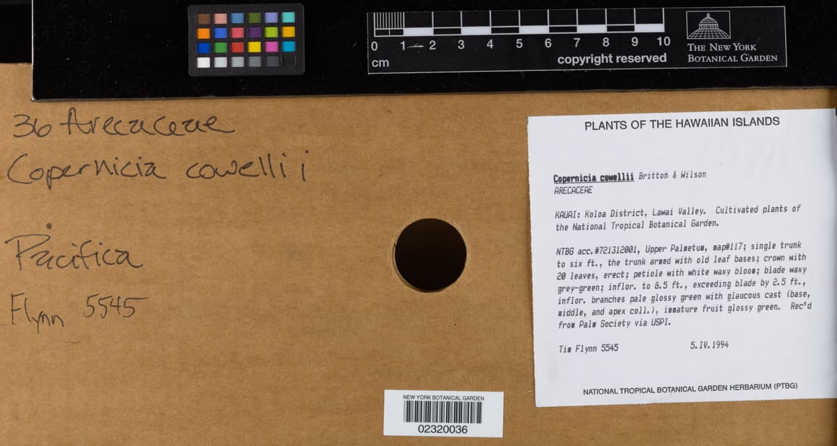 Botanical specimen of Copernicia Cowellii.