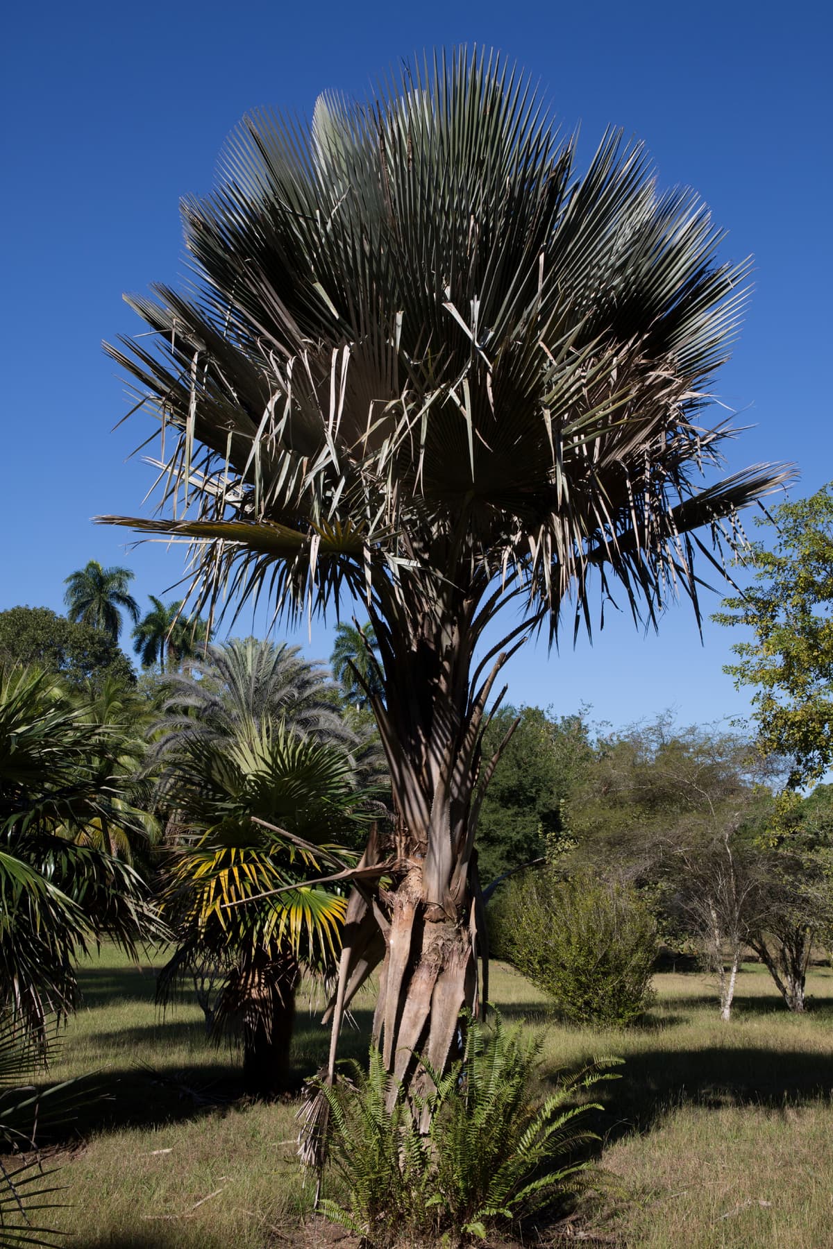 Botanical specimen of Copernicia Curbeloi.