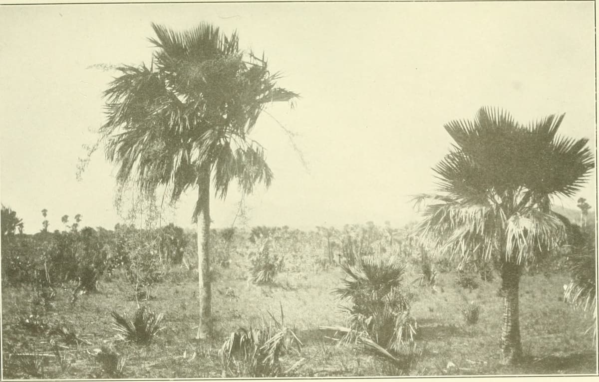 Botanical specimen of Copernicia Curtissii.