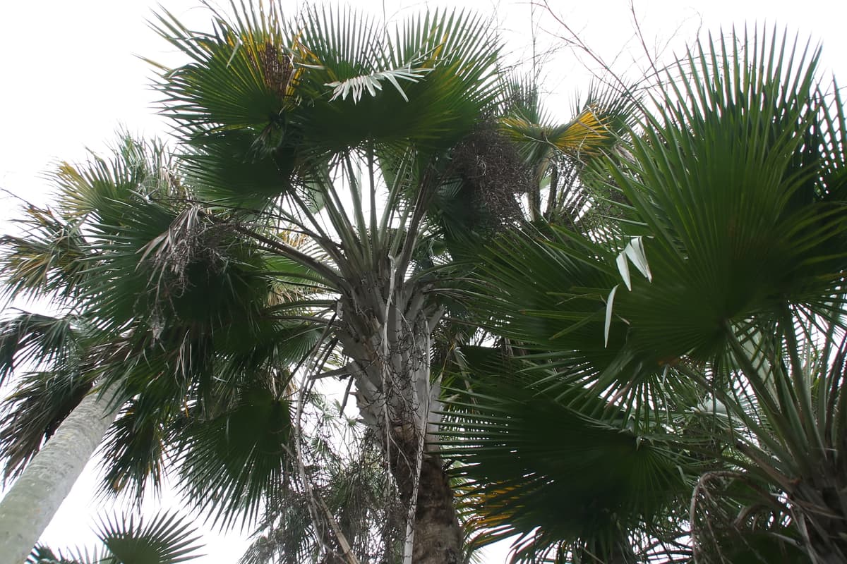 Botanical specimen of Copernicia Curtissii.