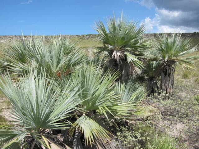 Botanical specimen of Copernicia Ekmanii.