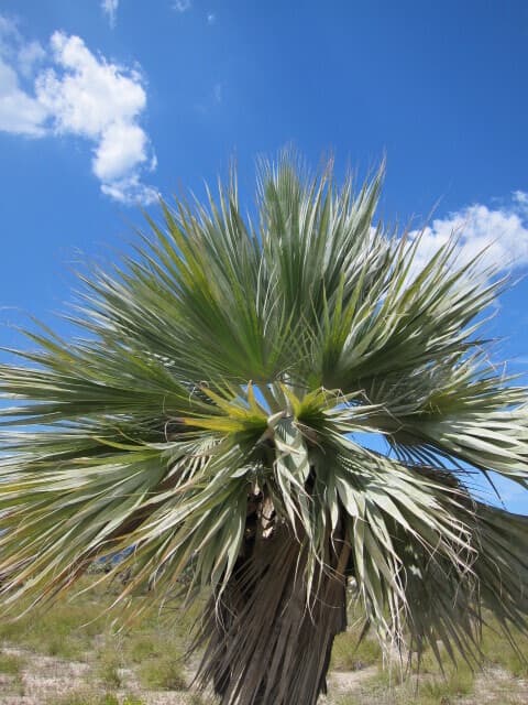 Botanical specimen of Copernicia Ekmanii.