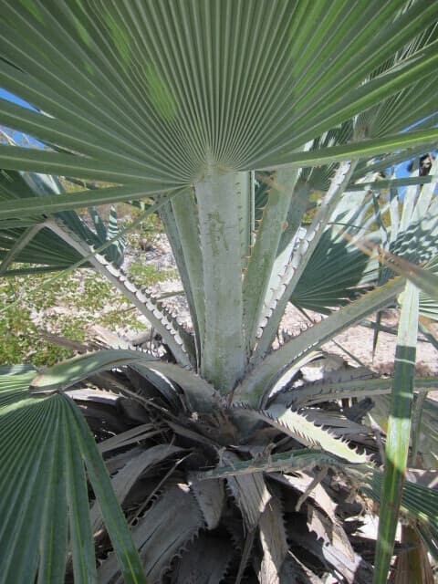 Botanical specimen of Copernicia Ekmanii.