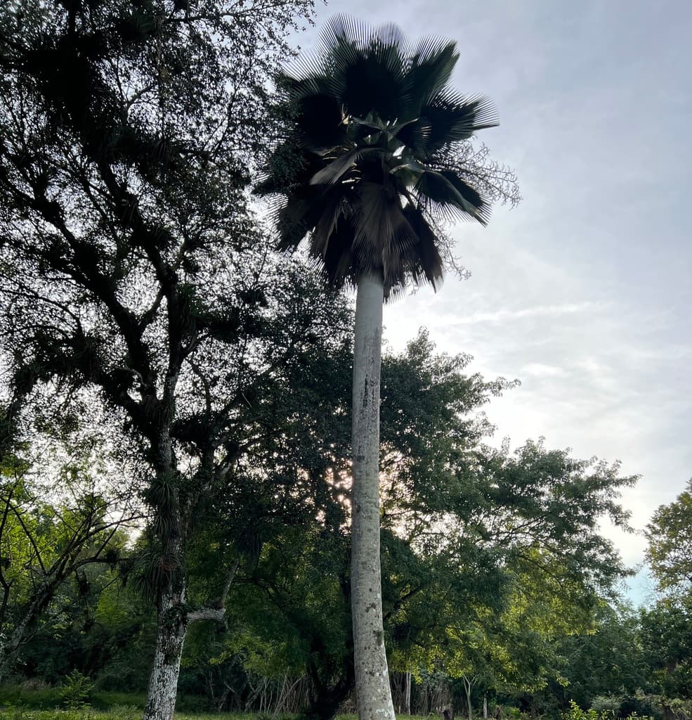Botanical specimen of Copernicia Fallaensis.