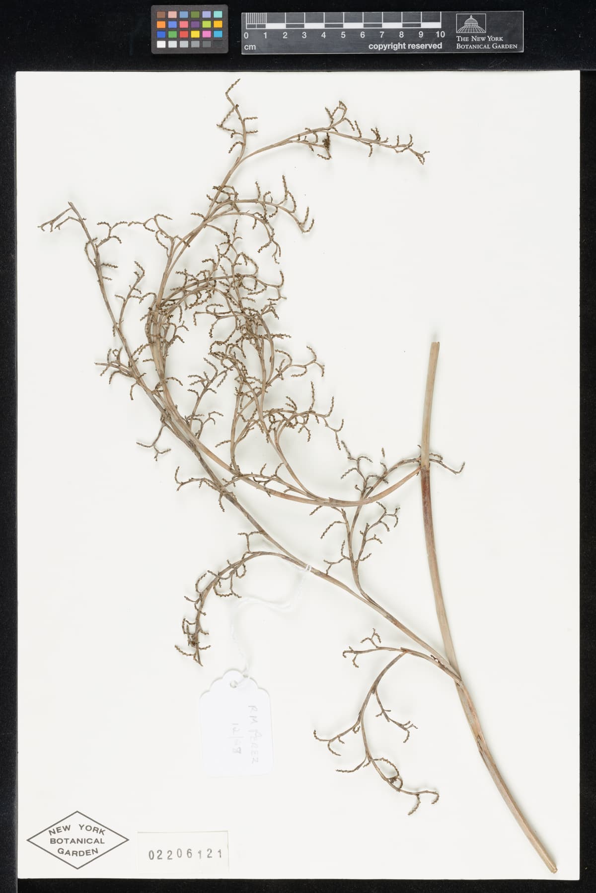 Botanical specimen of Copernicia Glabrescens.