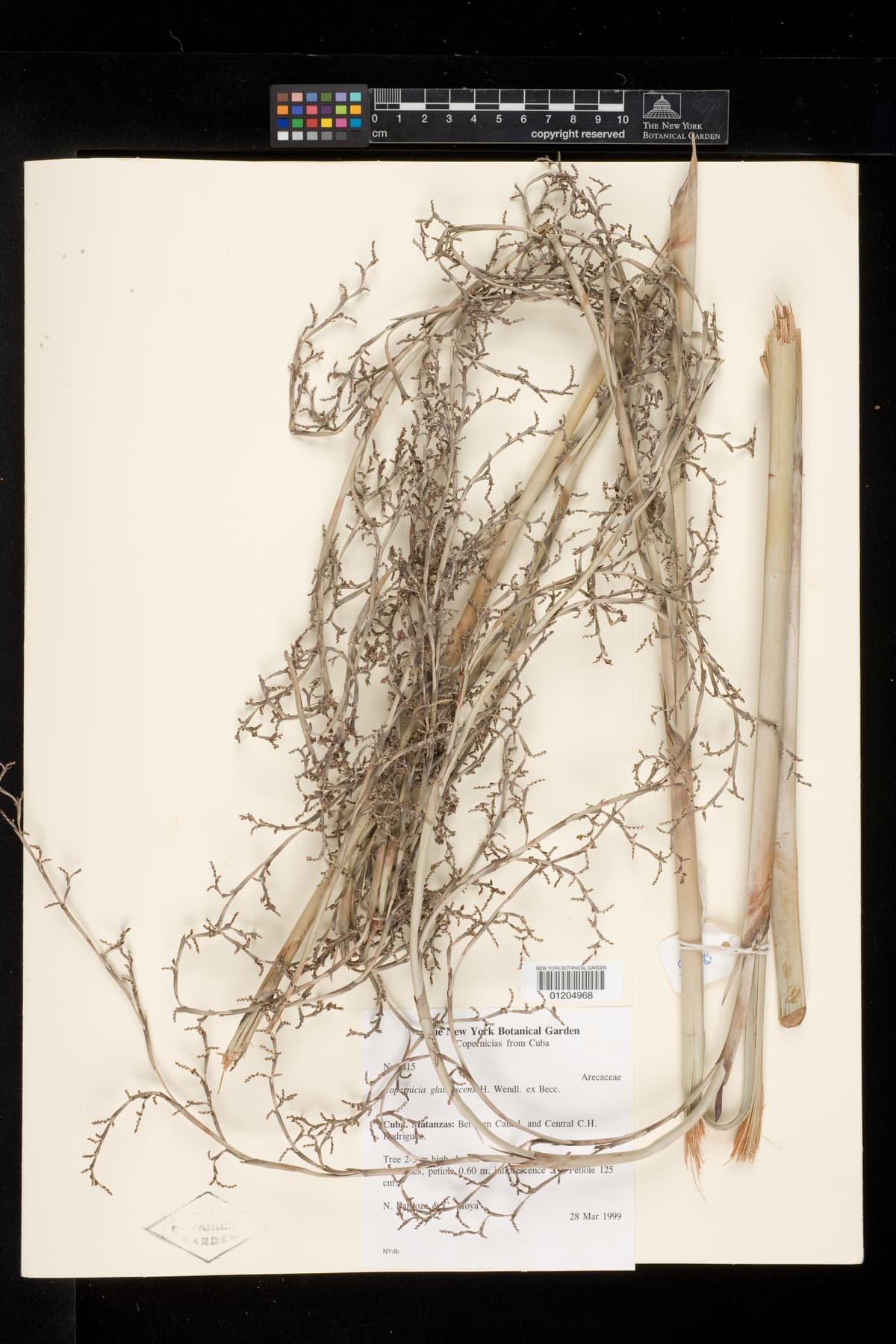 Botanical specimen of Copernicia Glabrescens.