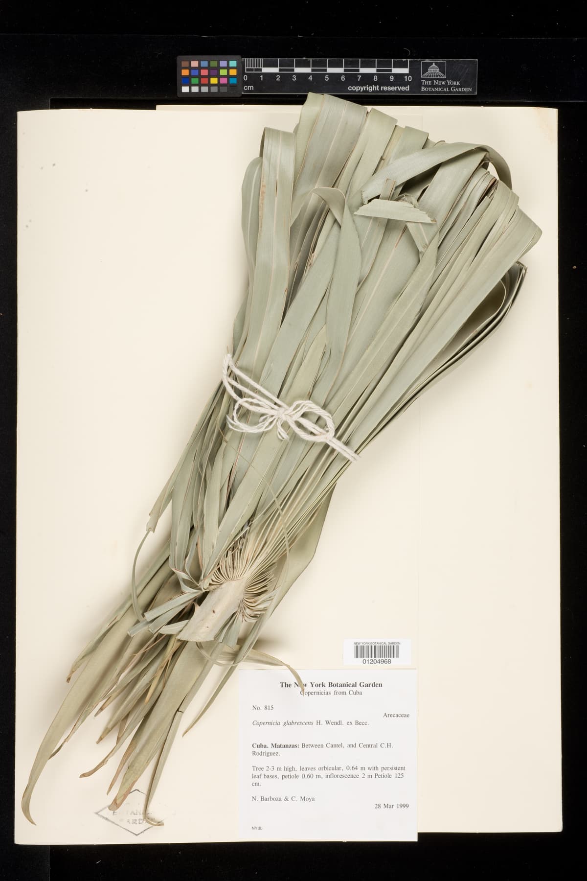 Botanical specimen of Copernicia Glabrescens.