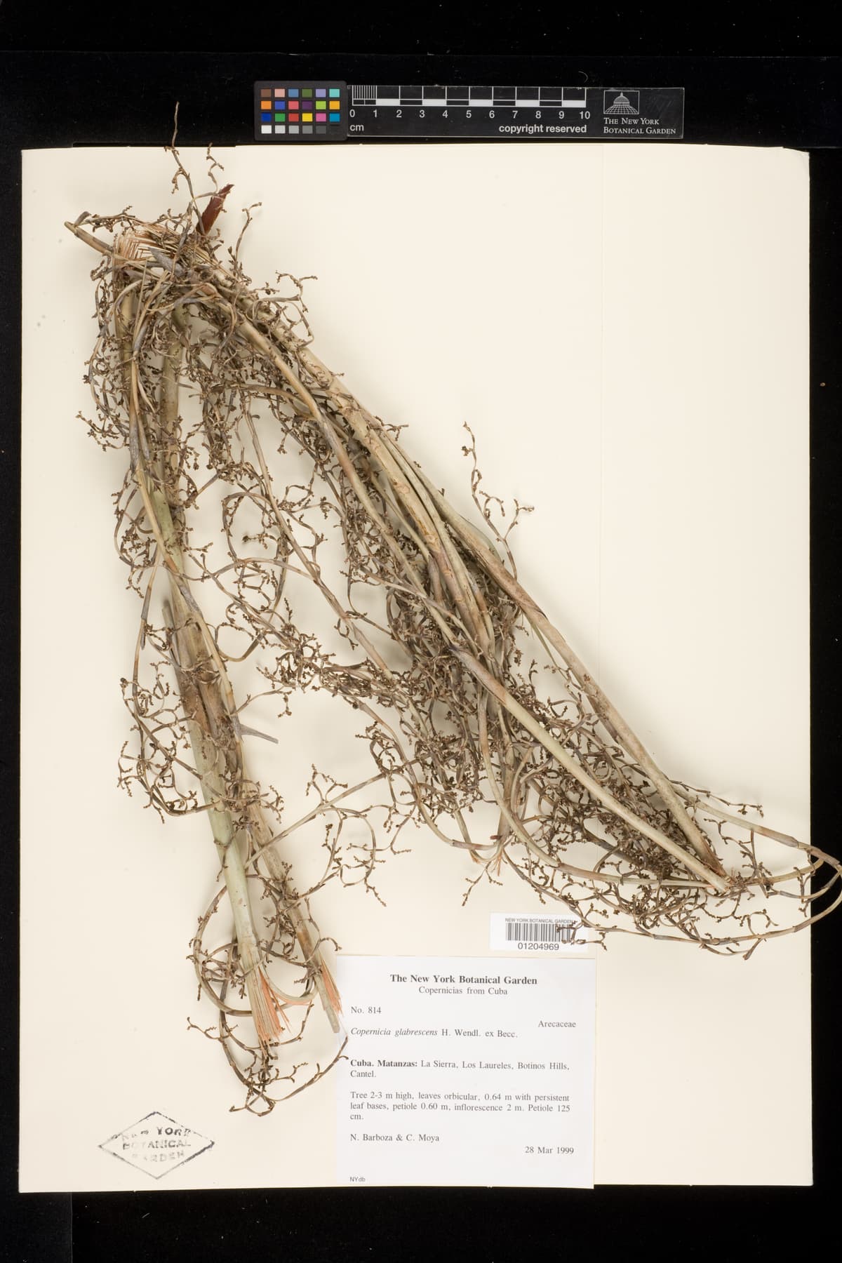 Botanical specimen of Copernicia Glabrescens.