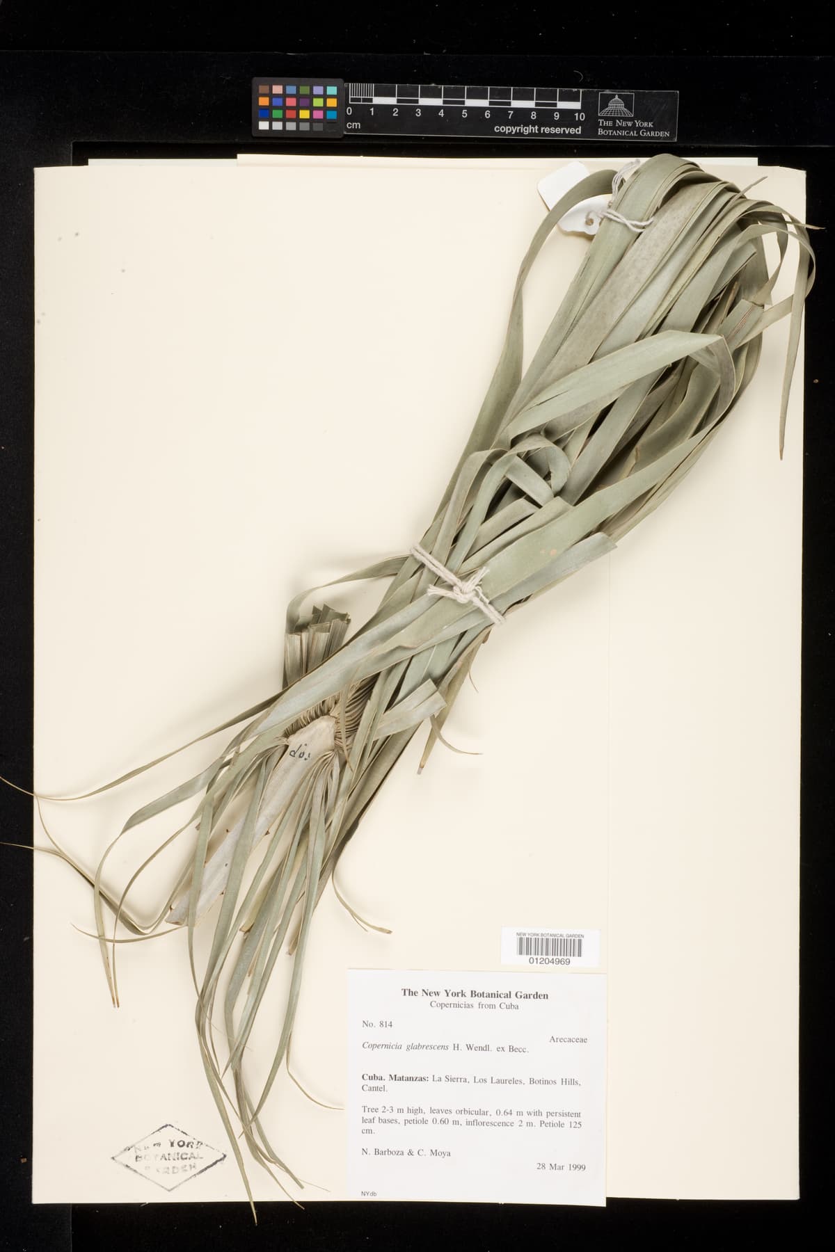 Botanical specimen of Copernicia Glabrescens.