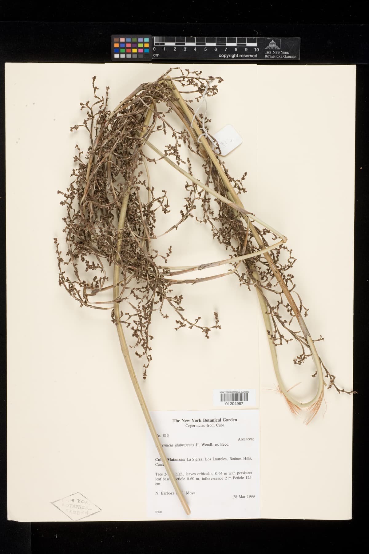 Botanical specimen of Copernicia Glabrescens.
