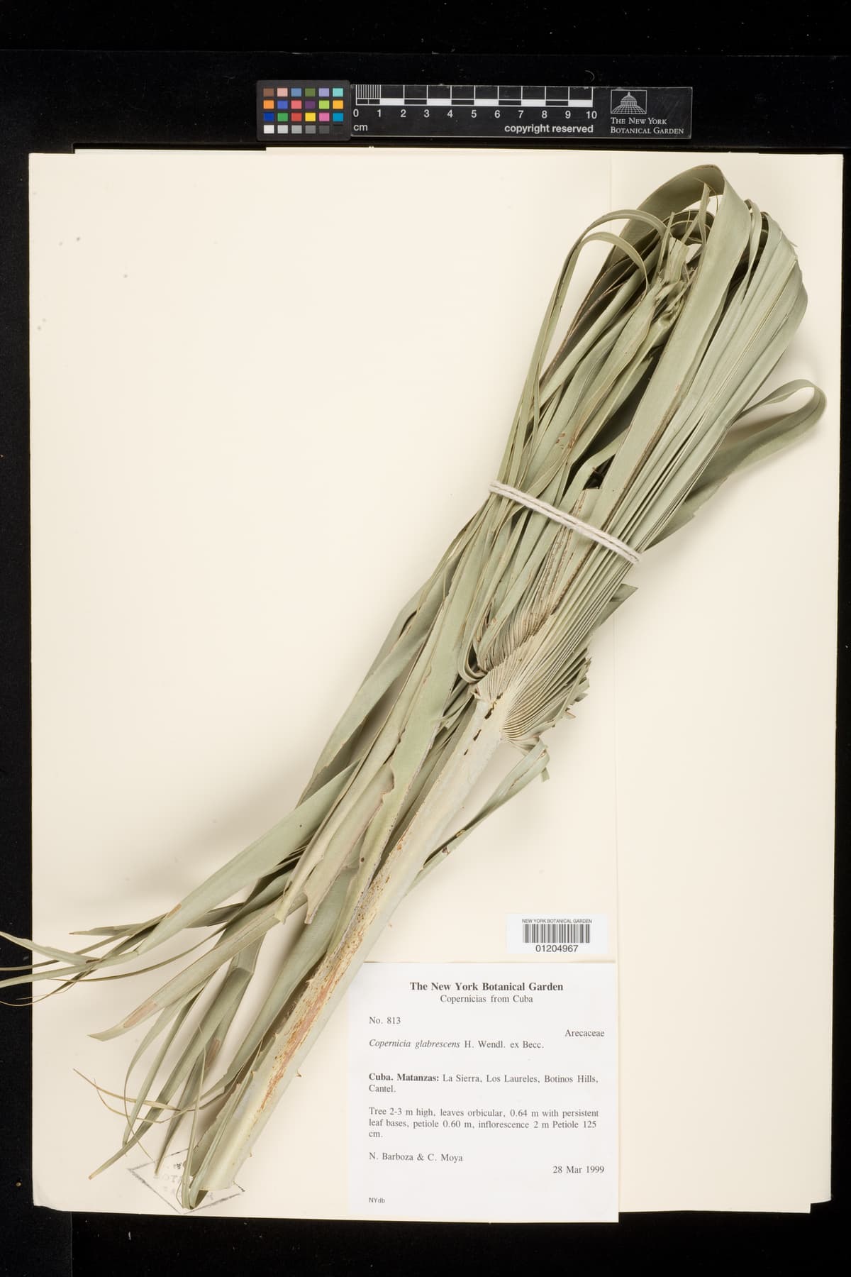 Botanical specimen of Copernicia Glabrescens.