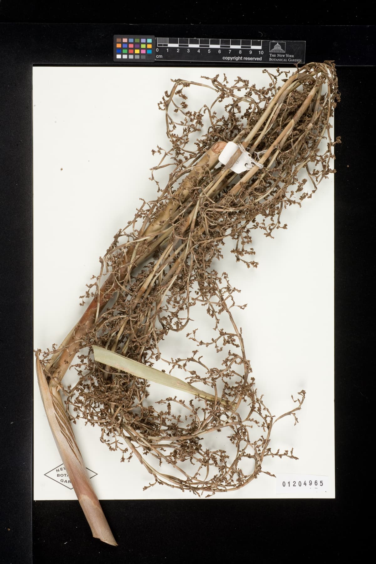 Botanical specimen of Copernicia Glabrescens.