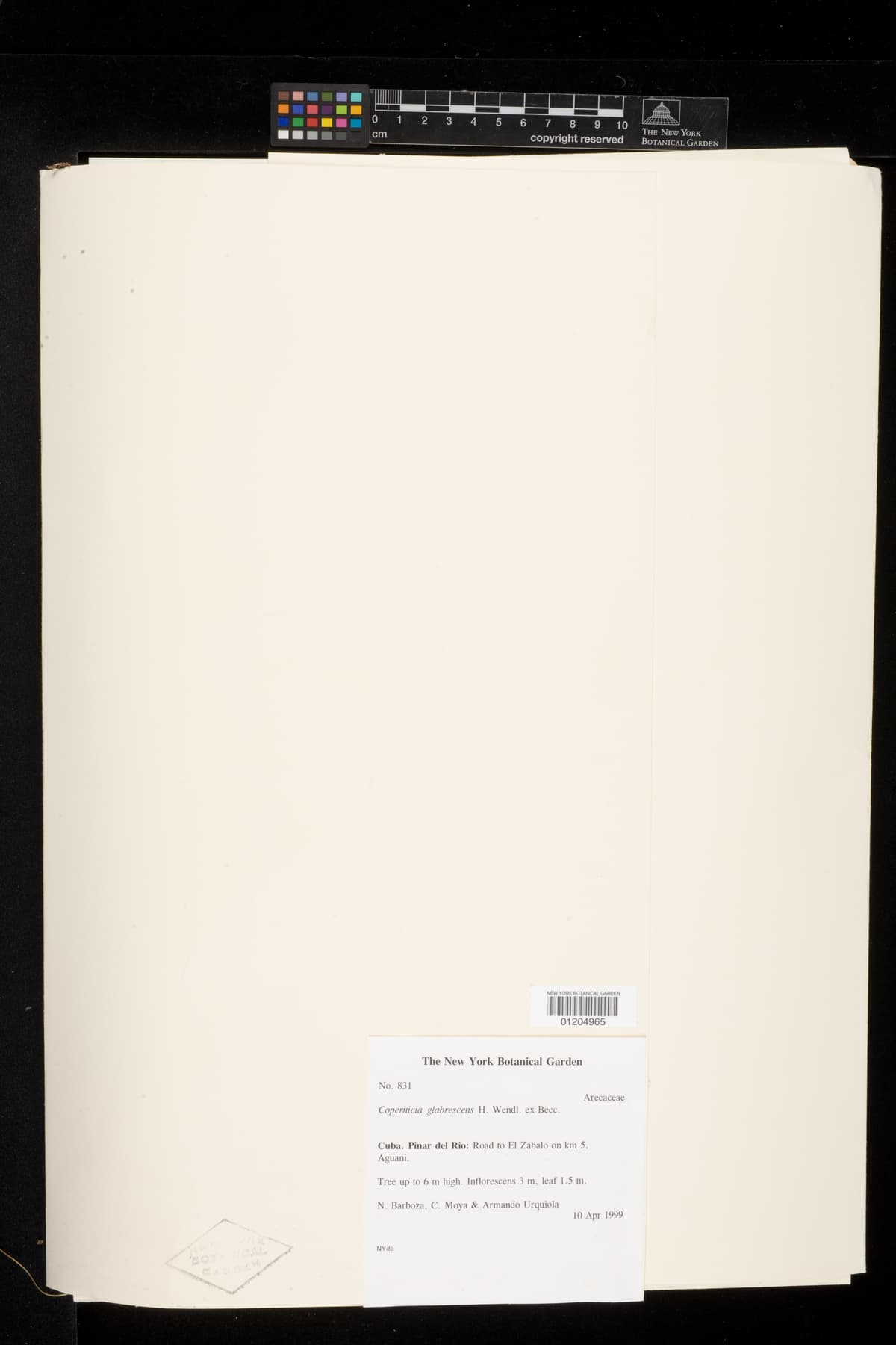 Botanical specimen of Copernicia Glabrescens.