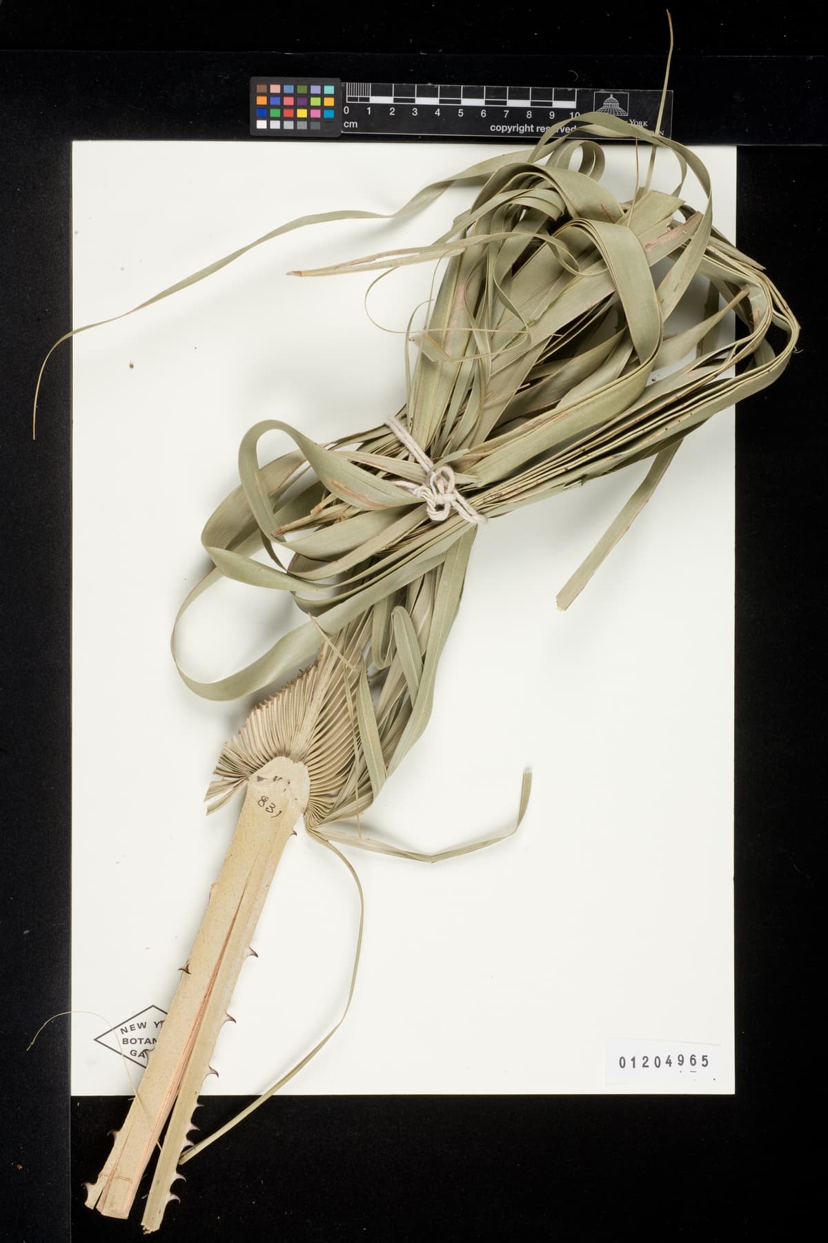 Botanical specimen of Copernicia Glabrescens.