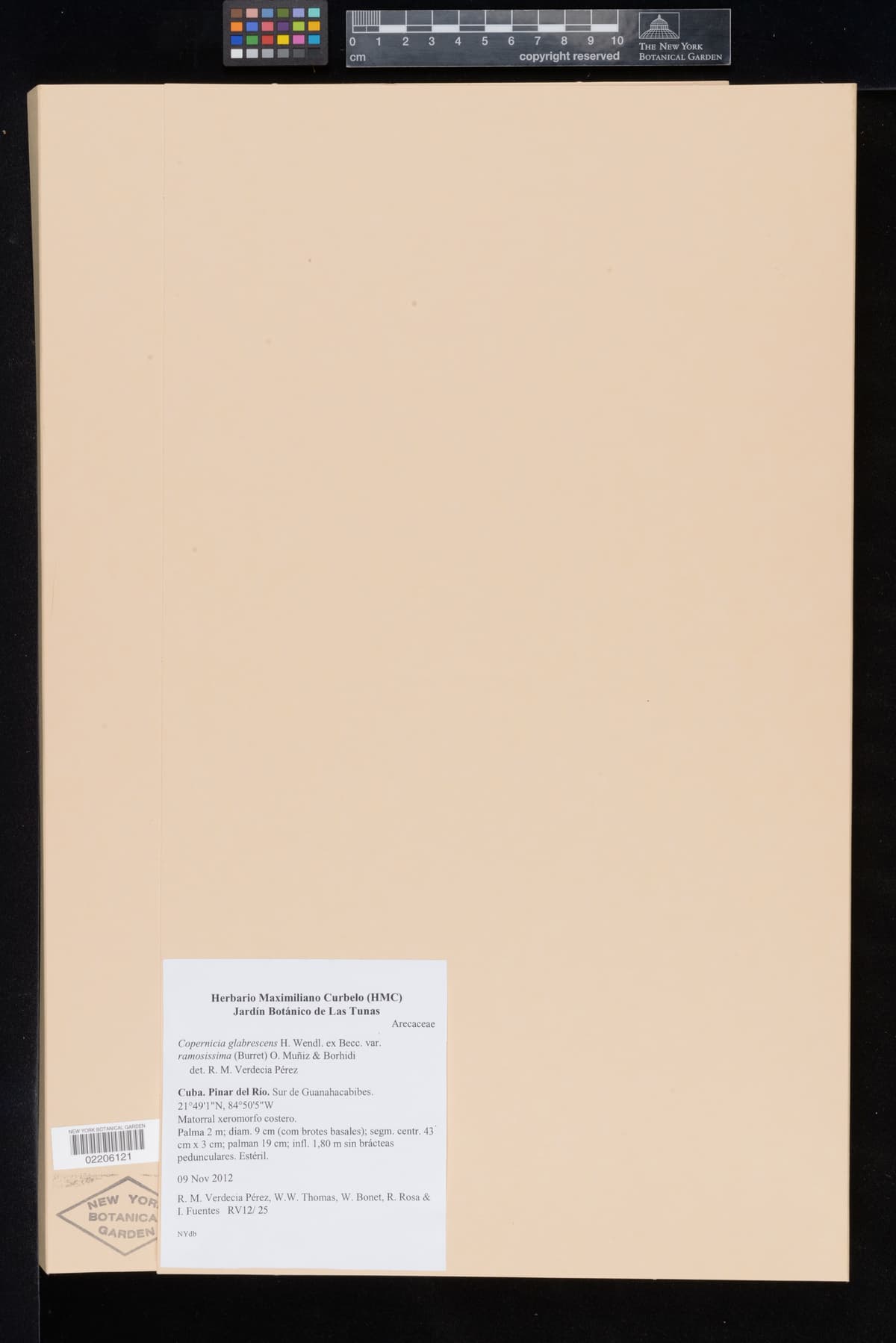 Botanical specimen of Copernicia Glabrescens.