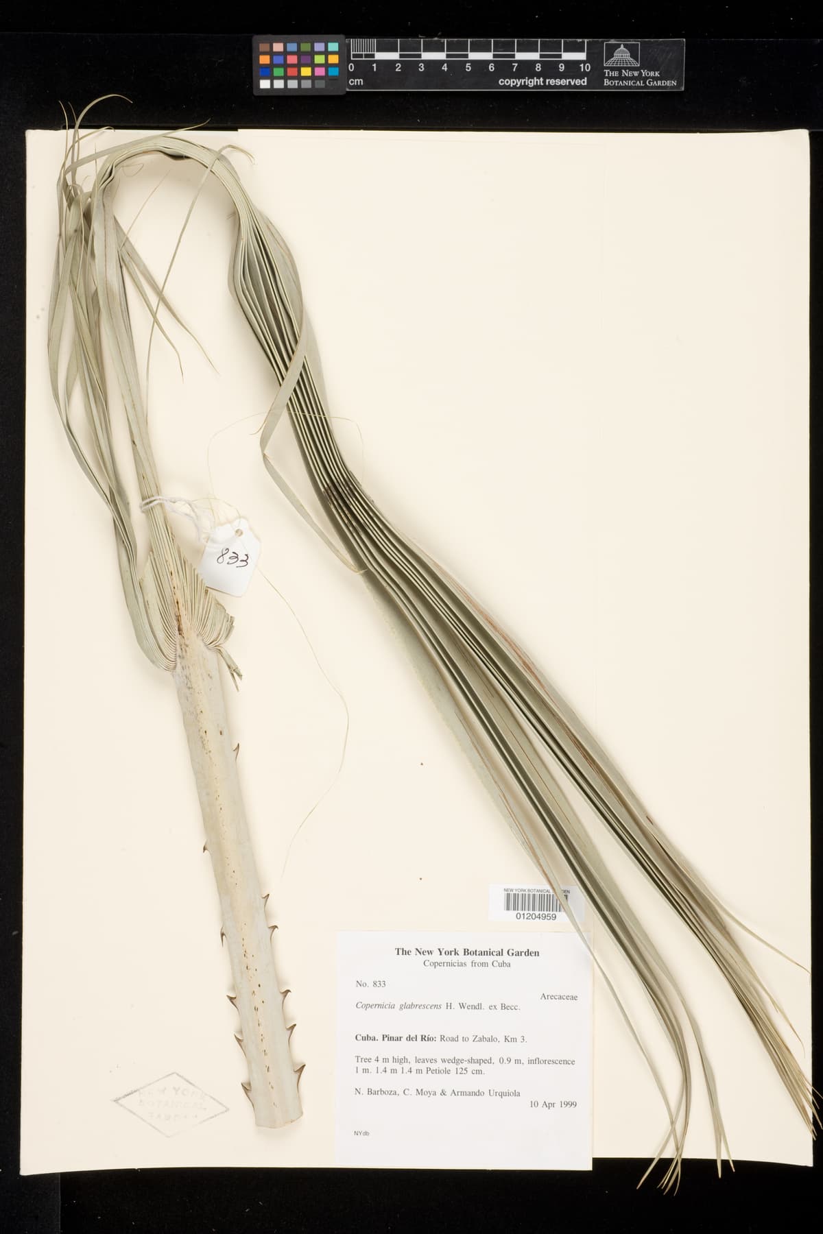 Botanical specimen of Copernicia Glabrescens.
