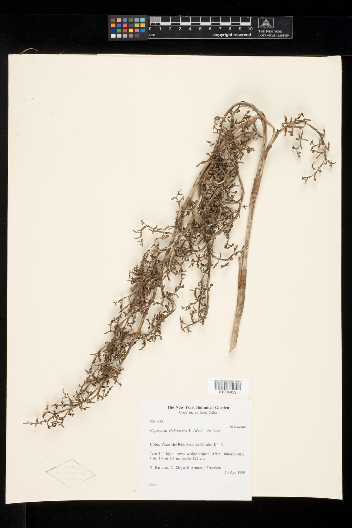 Botanical specimen of Copernicia Glabrescens.