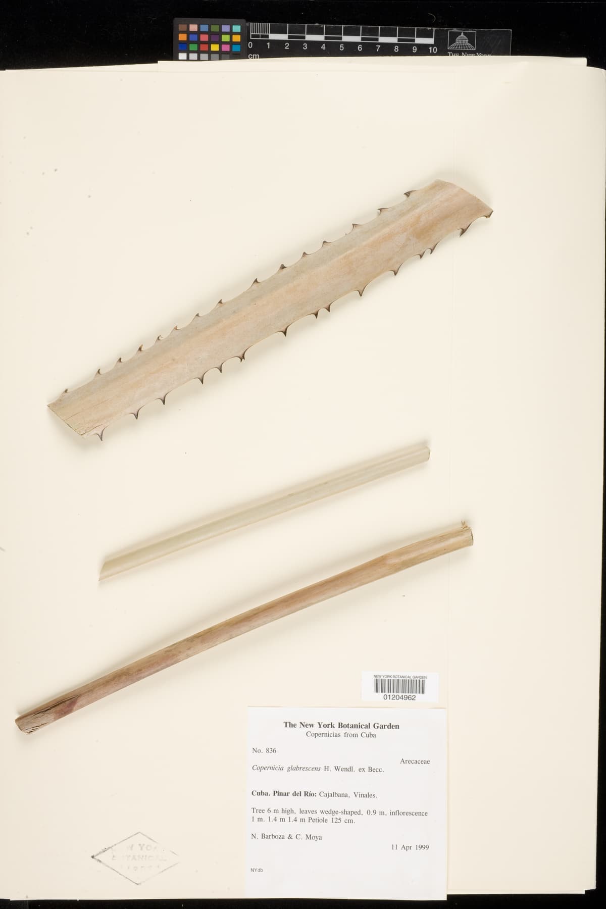 Botanical specimen of Copernicia Glabrescens.